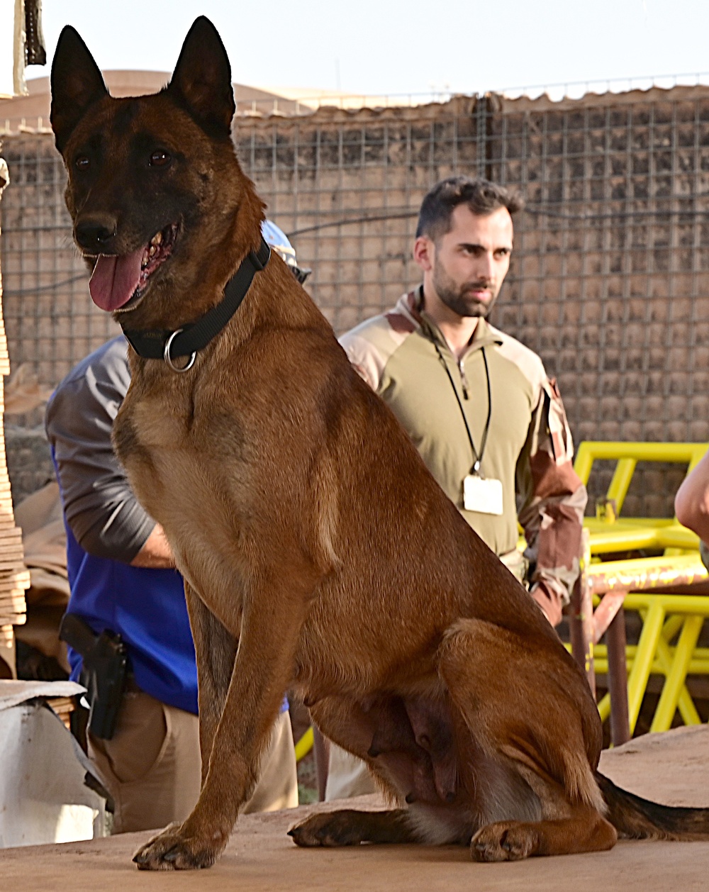 U.S. EOD, French K-9 train to enhance security and stability in Africa