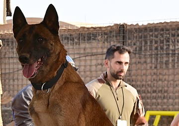 U.S. EOD, French K-9 train to enhance security and stability in Africa