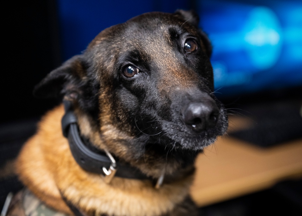 Partnership between a K9 Handler and MWD