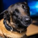 Partnership between a K9 Handler and MWD