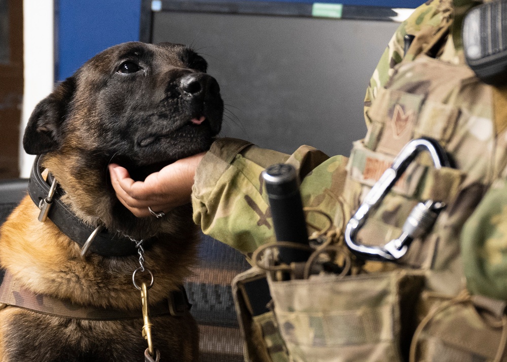 Partnership between a K9 Handler and MWD