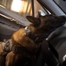 Partnership between a K9 Handler and MWD