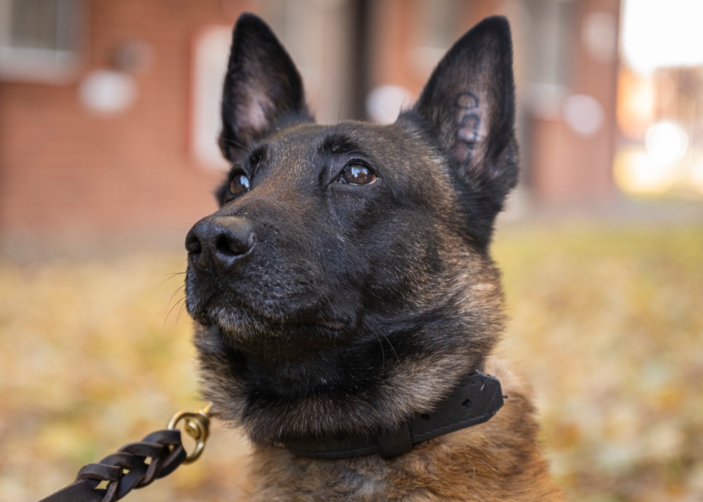 Partnership between a K9 Handler and MWD