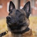 Partnership between a K9 Handler and MWD