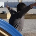 Afghan evacuees play on slides at Task Force Holloman