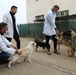 Vets in Mitrovica Work to Help Stray Dogs