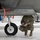 JBER Airmen Compete in F-22 Raptor Load Crew Competition JBER Airmen Compete in F-22 Raptor Load Crew Competition