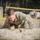 ROTC Ranger Challenge Competition