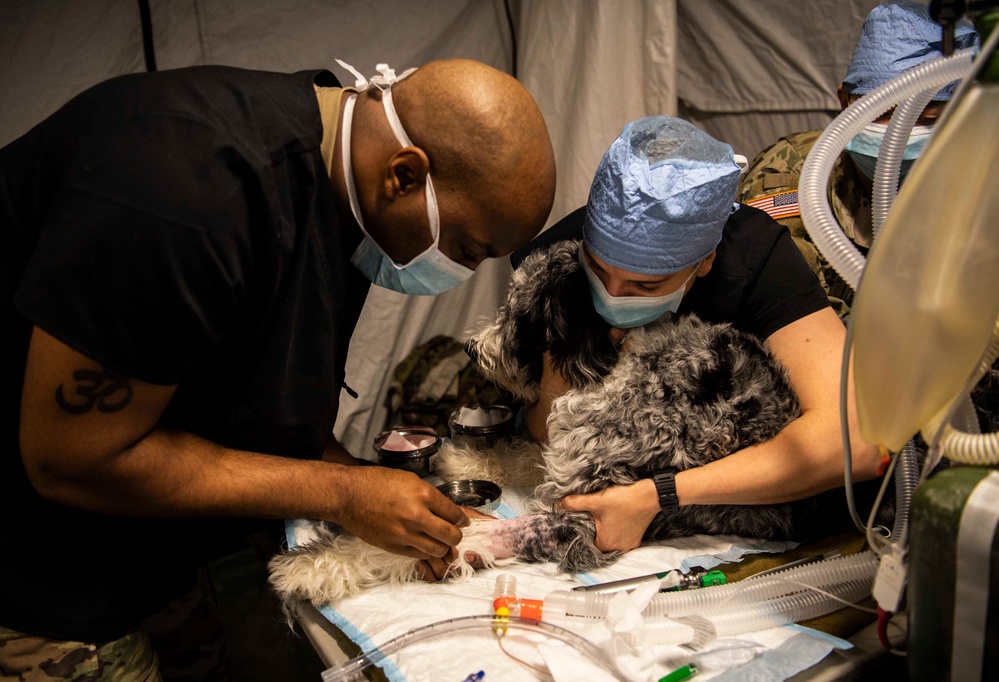 Naval Base Kitsap Hosts Army Veterinary Surgery Exercise