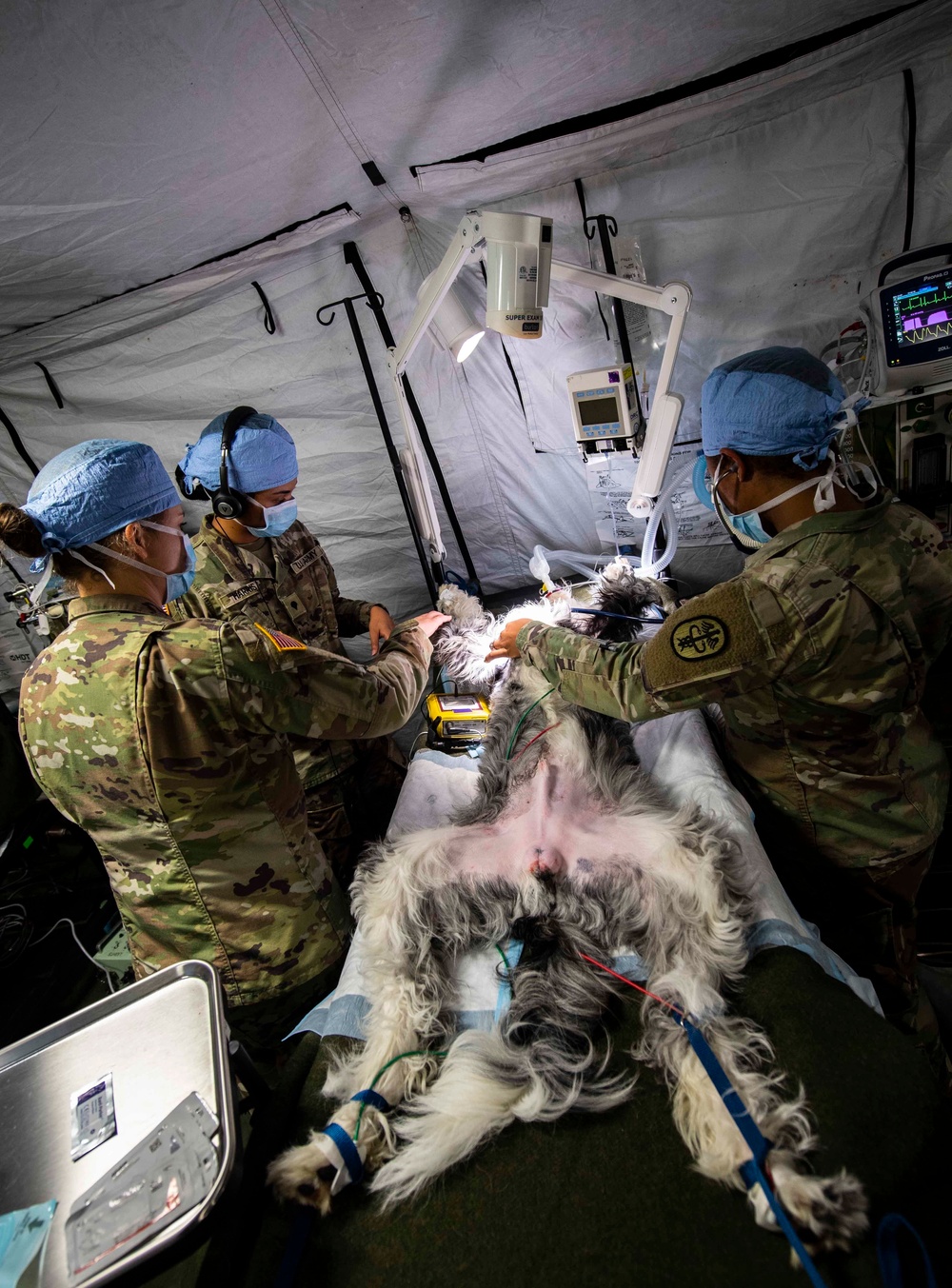 Naval Base Kitsap Hosts Army Veterinary Surgery Exercise