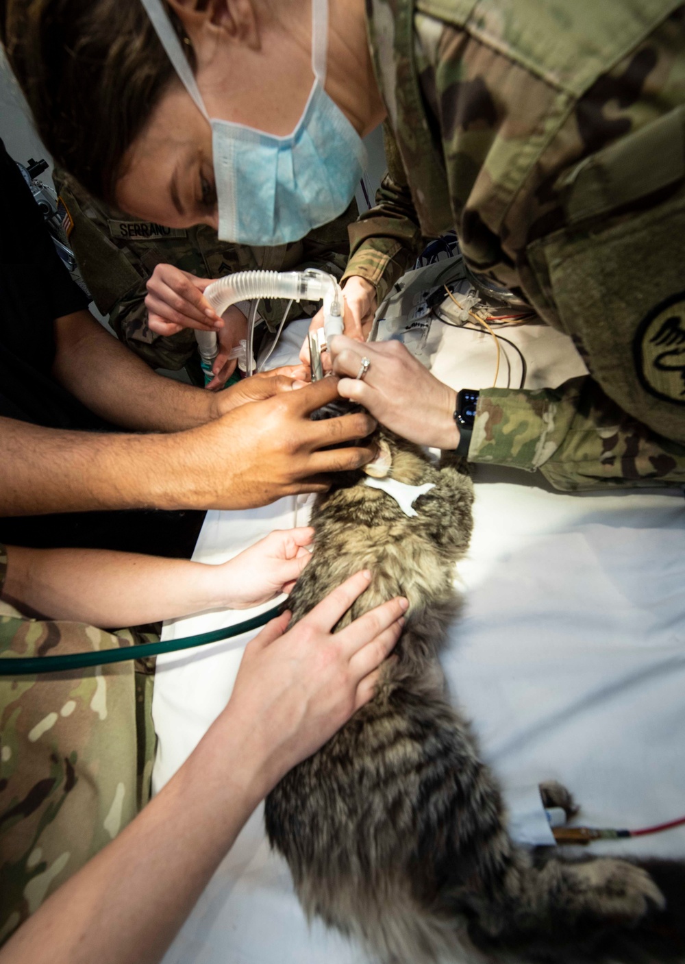 Naval Base Kitsap Hosts Army Veterinary Surgery Exercise