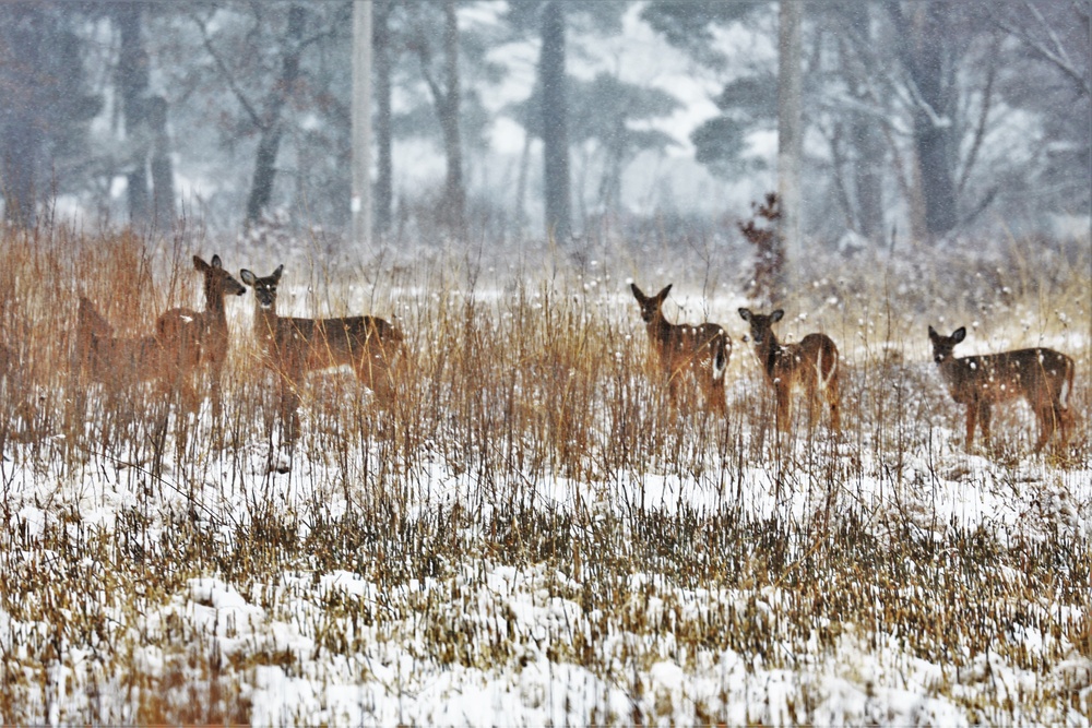 After successful deer season, Fort McCoy wildlife management continues monitoring herd