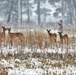 After successful deer season, Fort McCoy wildlife management continues monitoring herd