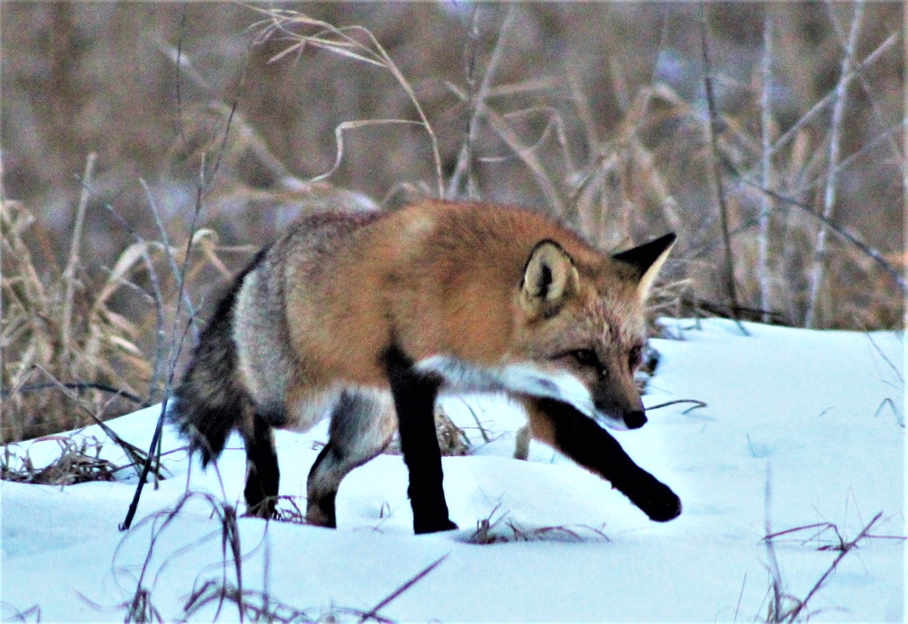 Furry Fort McCoy resident