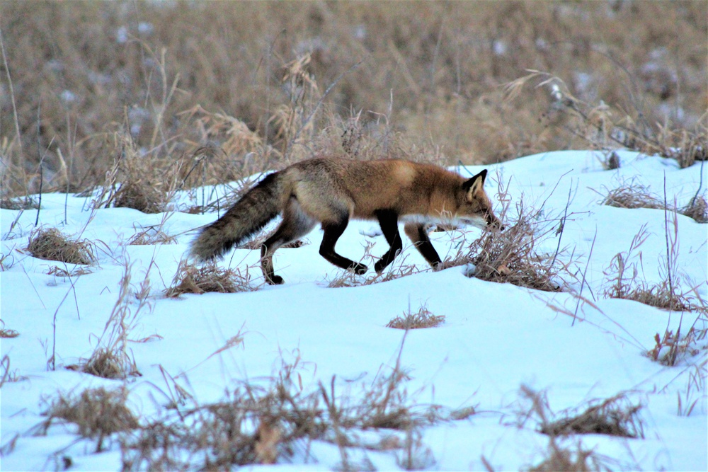 Furry Fort McCoy resident