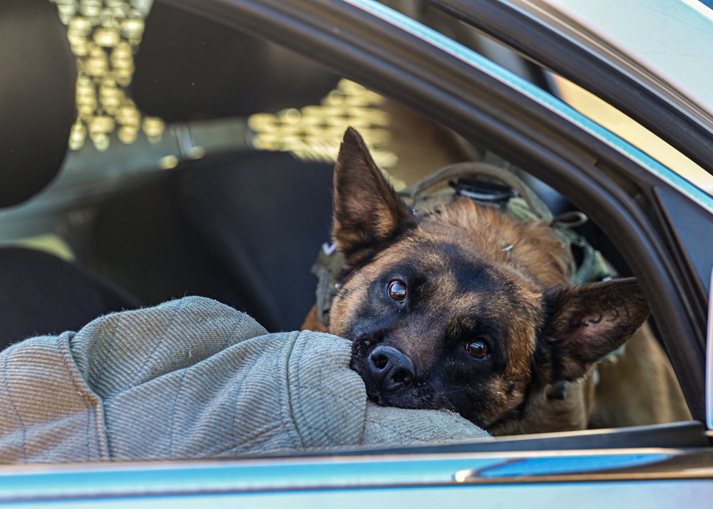 Four-legged fighters: Day in the life of Little Rock MWDs