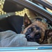 Four-legged fighters: Day in the life of Little Rock MWDs