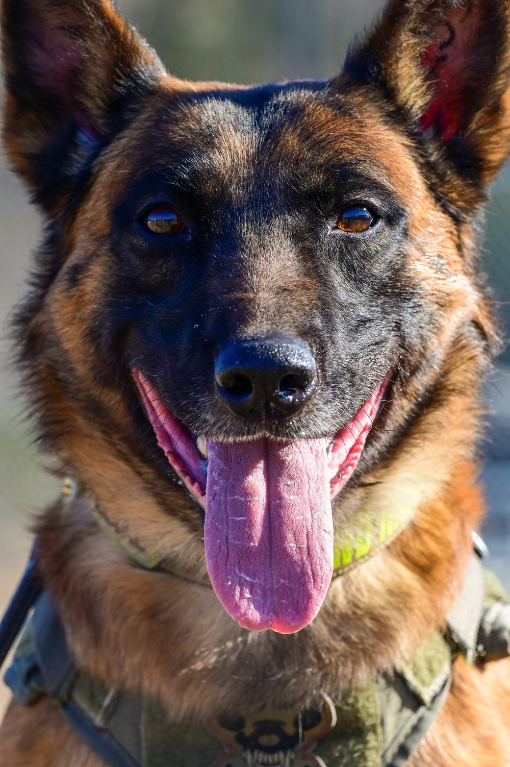 Four-legged fighters: Day in the life of Little Rock MWDs