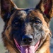 Four-legged fighters: Day in the life of Little Rock MWDs