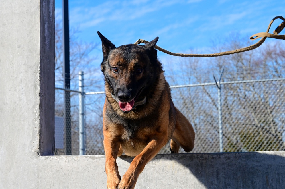 Four-legged fighters: Day in the life of Little Rock MWDs