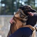 Four-legged fighters: Day in the life of Little Rock MWDs