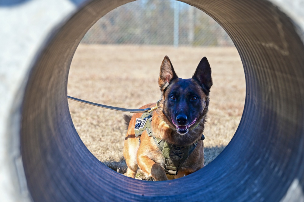 Four-legged fighters: Day in the life of Little Rock MWDs