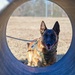 Four-legged fighters: Day in the life of Little Rock MWDs