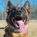 Four-legged fighters: Day in the life of Little Rock MWDs