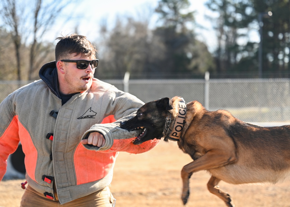 Four-legged fighters: Day in the life of Little Rock MWDs