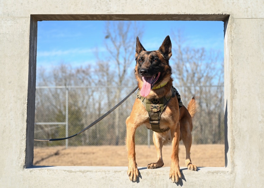 Four-legged fighters: Day in the life of Little Rock MWDs
