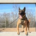 Four-legged fighters: Day in the life of Little Rock MWDs