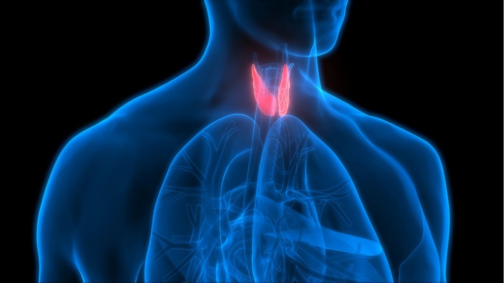 The Tiny, Powerful Thyroid – Why It Matters