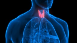 The Tiny, Powerful Thyroid – Why It Matters