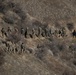 The Bronco Battalion - Field Exercise Two