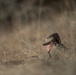 The Bronco Battalion - Field Exercise Two