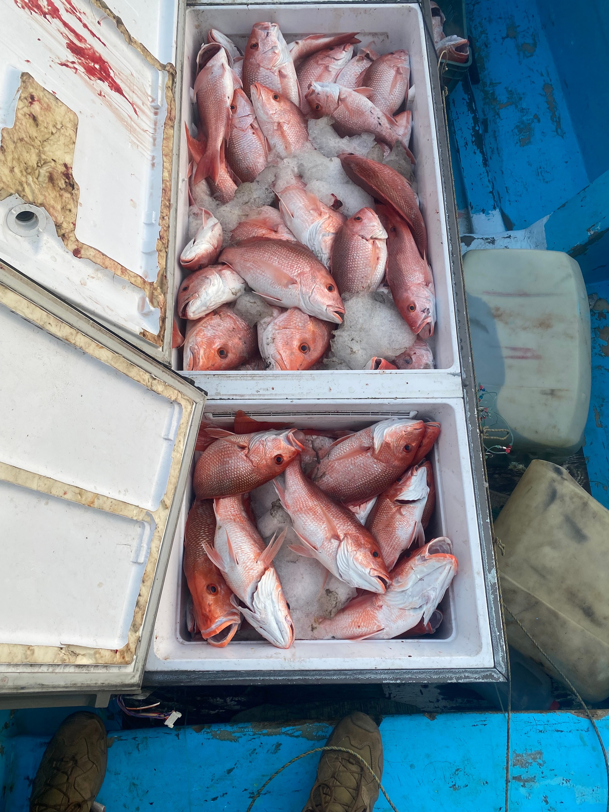 Catching RED SNAPPERS at South PADRE ISLAND 