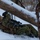 A soldier in MARPAT digital camouflage uniform is lying prone in a snow-covered wooded area, using a fallen log as cover while aiming a scoped rifle. The individual is equipped with full tactical gear including a large rucksack and appears to be in a training or operational position. The winter forest environment provides a natural concealment setting.