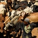 Niger Veterinary Civic Action Program
