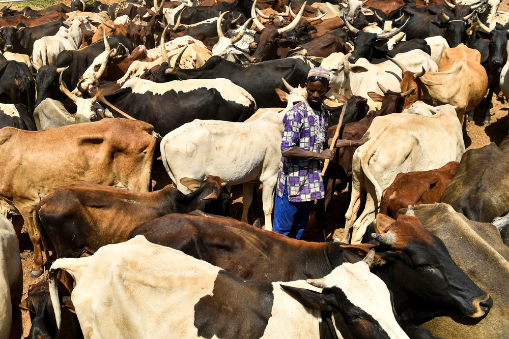 Niger Veterinary Civic Action Program