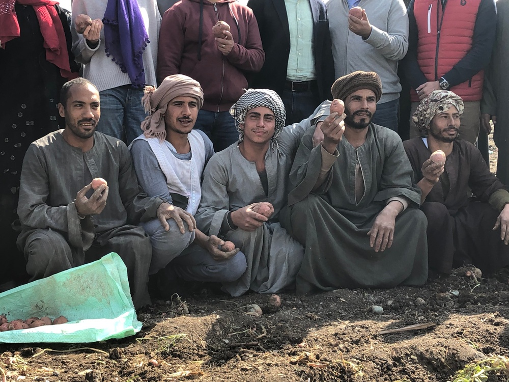 Egypt - Beni Suef Potato Harvest