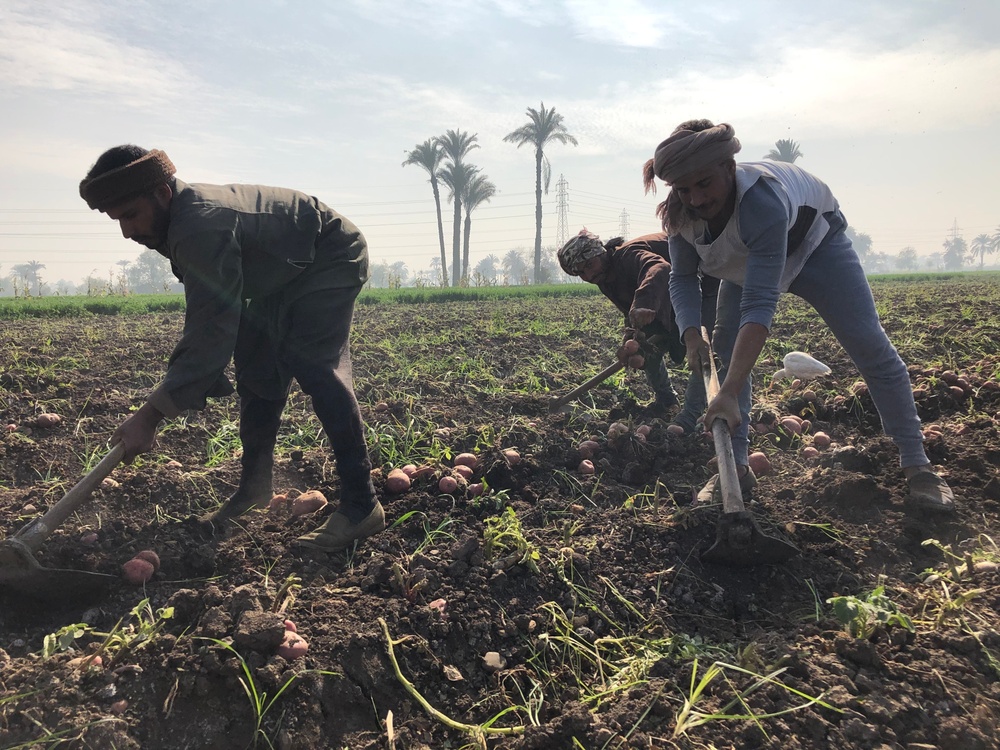 Egypt - Beni Suef Potato Harvest