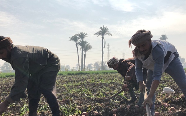 Egypt - Beni Suef Potato Harvest