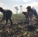 Egypt - Beni Suef Potato Harvest