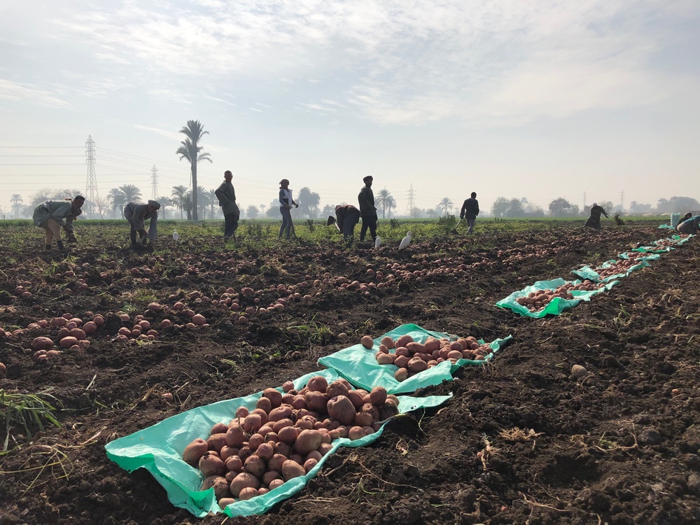 Egypt - Beni Suef Potato Harvest