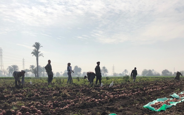 Egypt - Beni Suef Potato Harvest