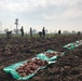 Egypt - Beni Suef Potato Harvest