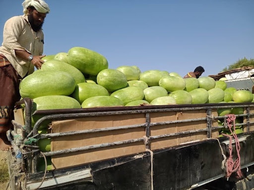 Yemen - Low-Tunnel Farming