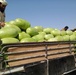 Yemen - Low-Tunnel Farming