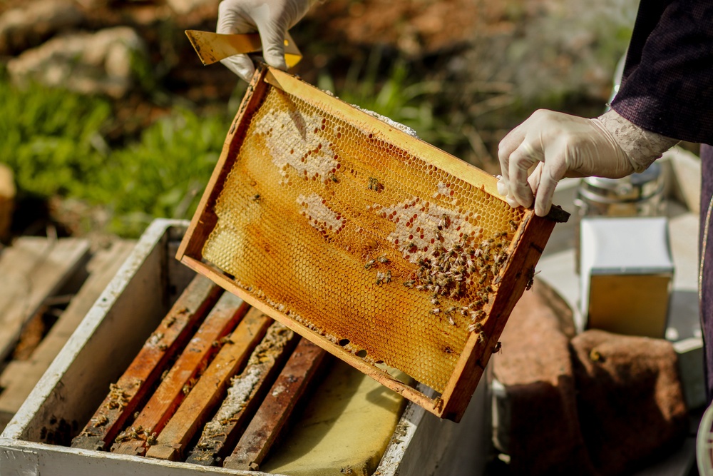 Beekeepers in Jenin