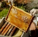 Beekeepers in Jenin